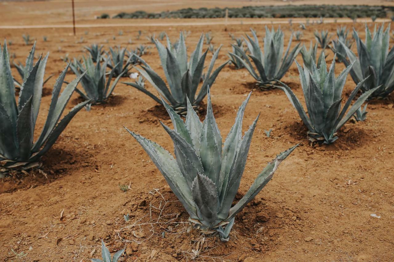 Rancho El Parral Villa San Marcos  Kültér fotó